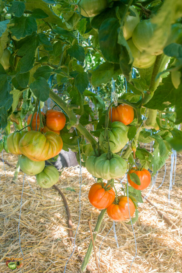 costoluto di castella monte