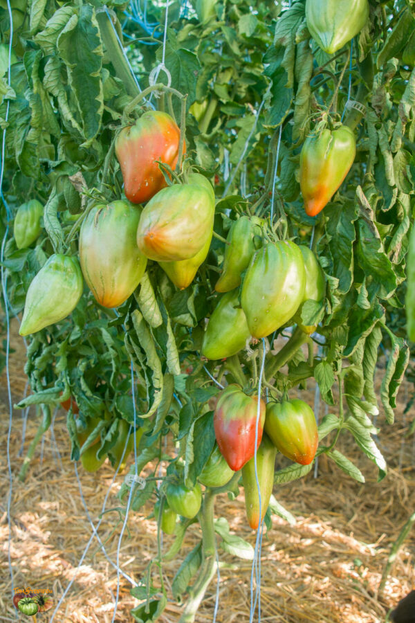 costoluto di castellamonte (copie)