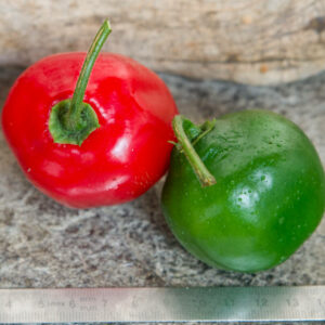 rocoto rouge