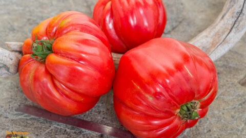 REDMON GIANT
